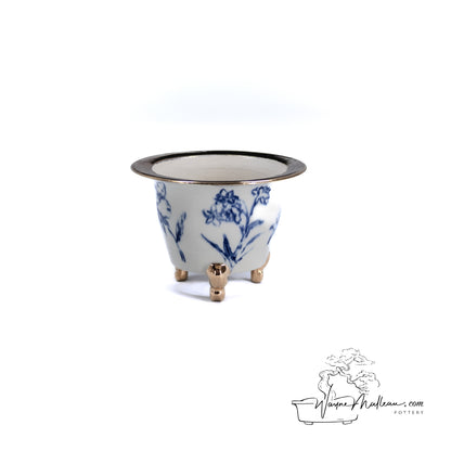 240306139 - royal accented, handpainted neofinetia orchid pot